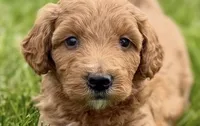 Orlo, a male Goldendoodle for sale in Shipshewana, IN – 1 of 10
