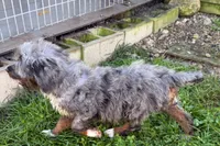 Yulian , a male Miniature Bernedoodle for sale in Shipshewana, IN – 10 of 10