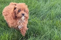 Benny, a male Poodle - Toy  for sale in Shipshewana, IN – 4 of 9