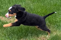 Jen, a female Bernedoodle for sale in Shipshewana, IN – 4 of 9