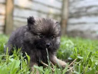 Waffles, a male Pomeranian for sale in Shipshewana, IN – 8 of 9