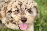 York, a male Goldendoodle for sale in Shipshewana, IN – 2 of 10