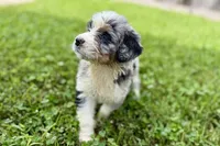 Yogi, a male Bernese Mountain Dog and Miniature Bernedoodle for sale in Shipshewana, IN – 9 of 10