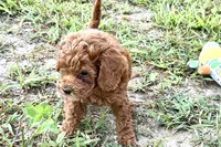 Bree, a female Poodle - Toy  for sale in Shipshewana, IN – 8 of 9