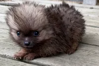 Tony, a male Pomeranian for sale in Shipshewana, IN – 7 of 7
