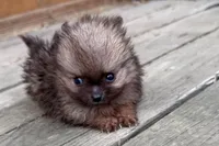 Tony, a male Pomeranian for sale in Shipshewana, IN – 3 of 7
