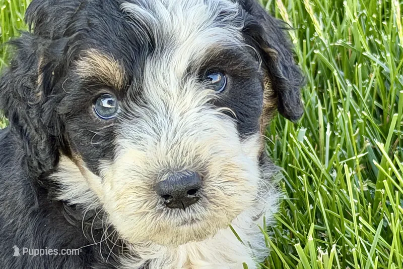 Oak – Bernedoodle puppy for sale in Shipshewana, IN