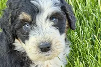 Oak, a male Bernedoodle for sale in Shipshewana, IN – 1 of 8