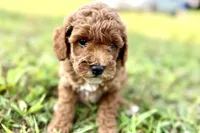 Bailey, a female Poodle - Toy  for sale in Shipshewana, IN – 10 of 10