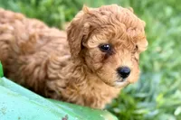 Wiggles, a female Miniature Goldendoodle for sale in Shipshewana, IN – 3 of 10