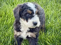 Ollie, a male Bernedoodle for sale in Shipshewana, IN – 10 of 10
