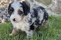 Jimmy, a male Bernedoodle for sale in Shipshewana, IN – 3 of 8