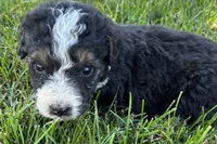 Jericho , a male Bernedoodle for sale in Shipshewana, IN – 6 of 6