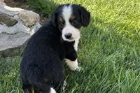 Janice, a female Bernedoodle for sale in Shipshewana, IN – 4 of 7