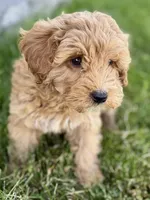 Ozzy, a male Goldendoodle for sale in Shipshewana, IN – 3 of 8