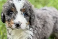 Yale , a male Bernese Mountain Dog and Miniature Bernedoodle for sale in Shipshewana, IN – 7 of 9