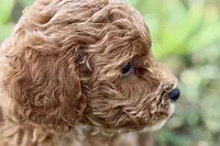 Bailey, a female Poodle - Toy  for sale in Shipshewana, IN – 7 of 10