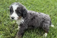 Yale , a male Bernese Mountain Dog and Miniature Bernedoodle for sale in Shipshewana, IN – 5 of 9