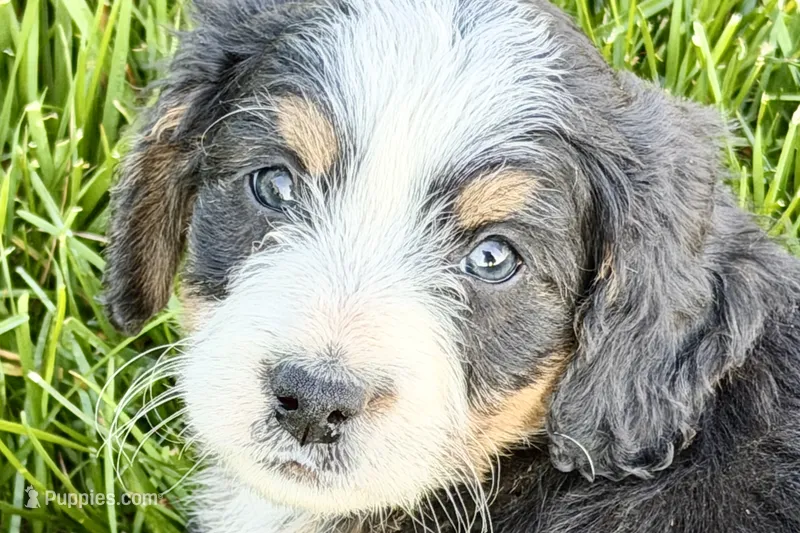 Oaklynn – Bernedoodle puppy for sale in Shipshewana, IN
