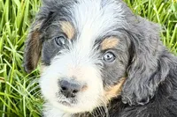 Oaklynn, a female Bernedoodle for sale in Shipshewana, IN – 1 of 10