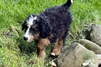 Ocean, a female Bernedoodle for sale in Shipshewana, IN – 6 of 9