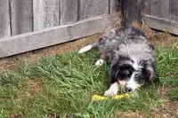 Yeller, a male Miniature Bernedoodle for sale in Shipshewana, IN – 6 of 10