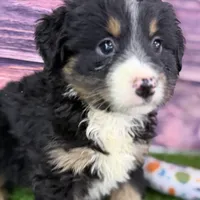 Moe, a male Miniature Bernedoodle for sale in Shipshewana, IN – Photo 5 of 10
