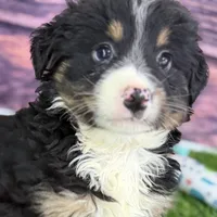 Moe, a male Miniature Bernedoodle for sale in Shipshewana, IN – Photo 2 of 10