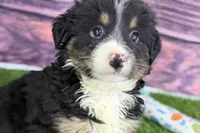 Moe, a male Miniature Bernedoodle for sale in Shipshewana, IN – Photo 2 of 10