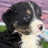 Moe, a male Miniature Bernedoodle for sale in Shipshewana, IN – Photo 4 of 10