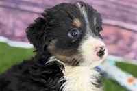 Moe, a male Miniature Bernedoodle for sale in Shipshewana, IN – Photo 4 of 10