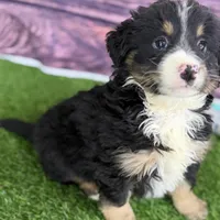 Moe, a male Miniature Bernedoodle for sale in Shipshewana, IN – Photo 9 of 10