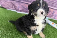Moe, a male Miniature Bernedoodle for sale in Shipshewana, IN – Photo 9 of 10
