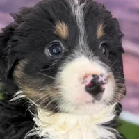 Moe, a male Miniature Bernedoodle for sale in Shipshewana, IN – Photo 3 of 10