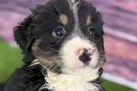 Moe, a male Miniature Bernedoodle for sale in Shipshewana, IN – Photo 3 of 10