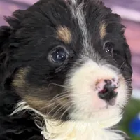 Moe, a male Miniature Bernedoodle for sale in Shipshewana, IN – Photo 1 of 10