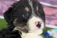 Moe, a male Miniature Bernedoodle for sale in Shipshewana, IN – Photo 1 of 10