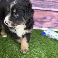 Moe, a male Miniature Bernedoodle for sale in Shipshewana, IN – Photo 10 of 10