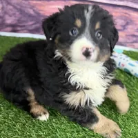 Moe, a male Miniature Bernedoodle for sale in Shipshewana, IN – Photo 8 of 10