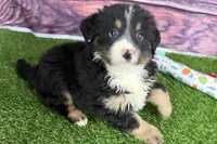 Moe, a male Miniature Bernedoodle for sale in Shipshewana, IN – Photo 8 of 10