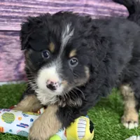 Moe, a male Miniature Bernedoodle for sale in Shipshewana, IN – Photo 6 of 10
