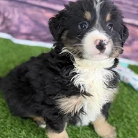 Moe, a male Miniature Bernedoodle for sale in Shipshewana, IN – Photo 7 of 10