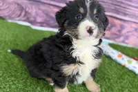Moe, a male Miniature Bernedoodle for sale in Shipshewana, IN – Photo 7 of 10