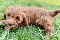 Waldo, a male Miniature Goldendoodle for sale in Shipshewana, IN – 8 of 10