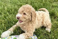 Yonder, a male Goldendoodle for sale in Shipshewana, IN – 10 of 10