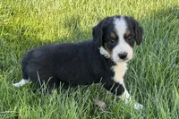 Janice, a female Bernedoodle for sale in Shipshewana, IN – 3 of 7