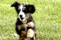 Oaklynn, a female Bernedoodle for sale in Shipshewana, IN – 6 of 9