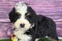 Mason, a male Miniature Bernedoodle for sale in Shipshewana, IN – Photo 5 of 9