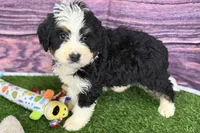 Mason, a male Miniature Bernedoodle for sale in Shipshewana, IN – Photo 7 of 9