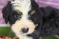 Mason, a male Miniature Bernedoodle for sale in Shipshewana, IN – Photo 6 of 9